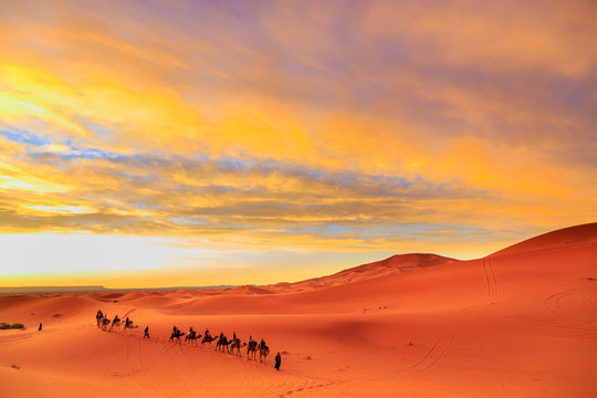 Caravan of camels with tourist in the desert at sunset against a beautiful sky