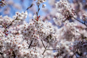 Kirschblüten
