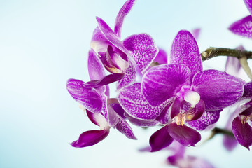 Orchidea, Orchid