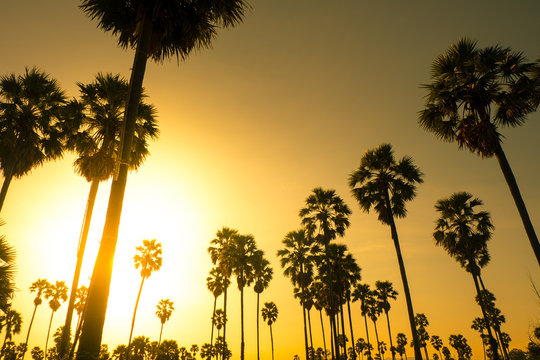 Palm trees with sunset silhouette