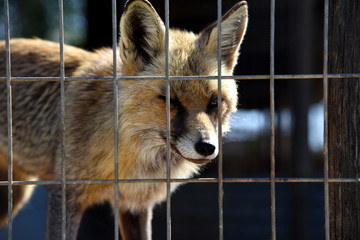 fox in captivity 