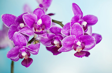 Orchidea, Orchid