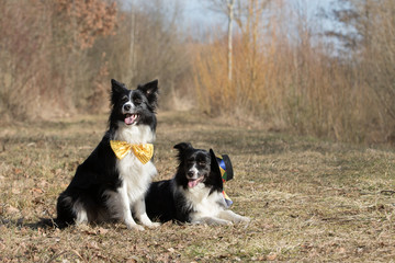 Border Collie Hund mit Schleife und Hut