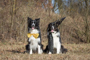 Border Collie Hunde mit SChleife und Hut