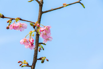 Kawazu cherry tree