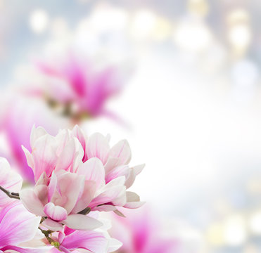 Fototapeta Bunch of Magnolia pink flowers over gray background with copy space