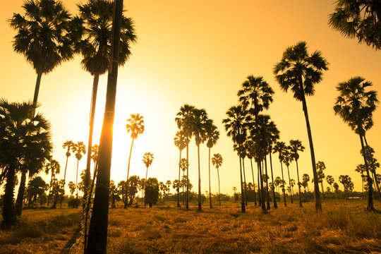 Palm trees with sunset silhouette