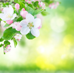 Apple tree flowers blossom with green leaves over green garden defocused background