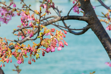 Kawazu cherry tree