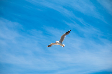 Fototapeta na wymiar White seagull flying in the blue sky