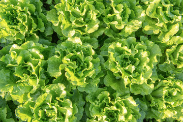 Lettuce farm background