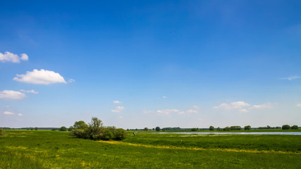 Elbaue bei Wittenberg