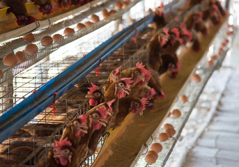 Farm chicken in a barn, hens in cages industrial farm