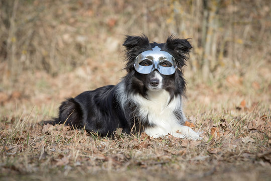 Border Collie Hund mti Maske