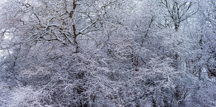 Vackra tr&auml;d och grenar i vinterskrud 11/13
