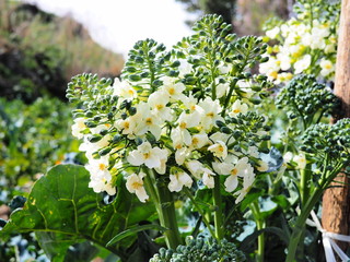 broccoli in fiore