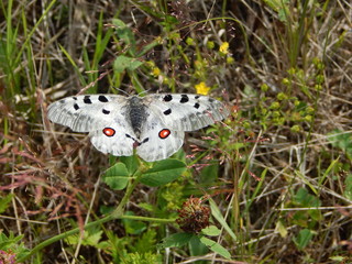 butterfly in nature