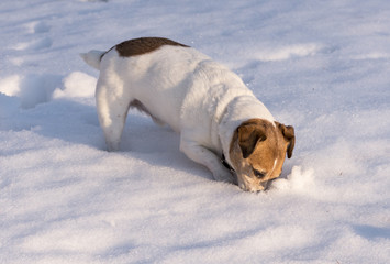 Jack Russell Terrier Hunting in the Snow