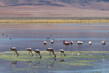 Flamingos at Salar de Tara