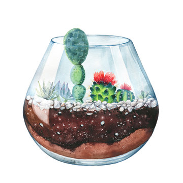 Watercolor illustration. Composition of succulents. Floral design. Terrarium for succulents and cacti. Open glass sphere. Round transparent vase. Isolated on white background. Home flower. Home Decor.