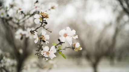 Blossoms