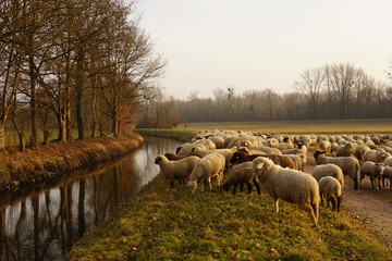 Schafherde am Bach