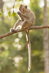 Monkey relaxing on a tree branch 