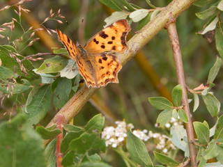 butterfly in nature