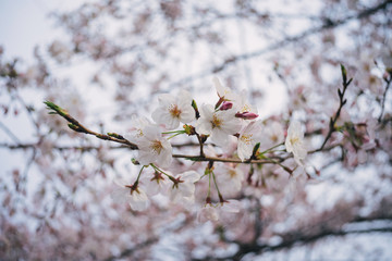 Branch of white Cherry Blossoms.