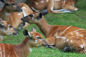 deer