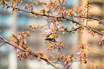 white-eye and Kawazu cherry tree