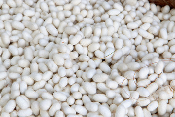 Silk worm cocoons