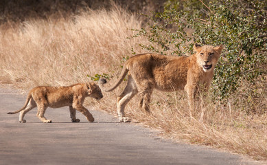 Two young lions crossing a road. Kruger, South Africa