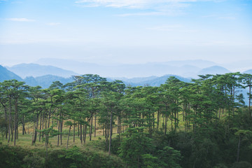 View of pine forest and mountain in Phu Soi Dao national park, Thailand.