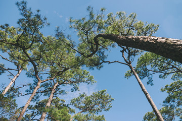 Upward view of tree in the forest Phu Soi Dao, Thailand.