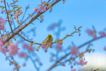 white-eye and Kawazu cherry tree