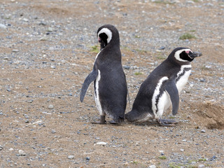 Obraz premium a pair of Magellanic Penguin, Spheniscus magellanicus on nesting burrows, Isla Magdalena, Patagonia, Chile