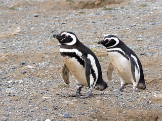 Fototapeta premium a pair of Magellanic Penguin, Spheniscus magellanicus on nesting burrows, Isla Magdalena, Patagonia, Chile