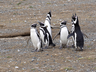 a pair of Magellanic Penguin, Spheniscus magellanicus on nesting burrows, Isla Magdalena, Patagonia, Chile