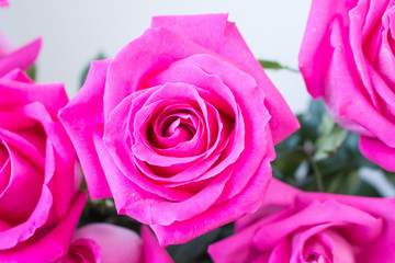 Bunch of big pink rose