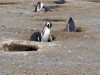 Fototapeta premium a pair of Magellanic Penguin, Spheniscus magellanicus on nesting burrows, Isla Magdalena, Patagonia, Chile