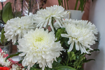 Fresh big white chrysanthemum closeup