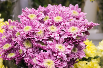 Fresh big pink chrysanthemum closeup