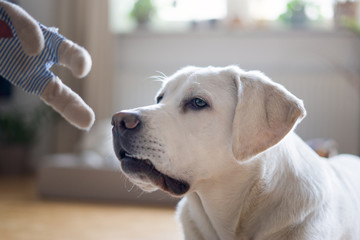 Junger weißer Labrador Retriever Hund Welpe wird zum Spielen aufgefordert und ist neugierig
