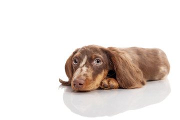 Small dachshund dog