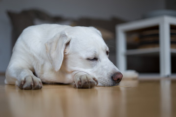 junger süßer weißer labrador retriever hund liegt müde auf dem fußboden und wartet