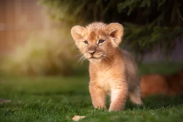 Gordijnen Jonge leeuwenwelp in het wild © brusnikaphoto
