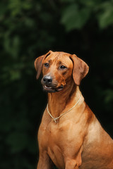 Beautiful dog rhodesian ridgeback outdoors