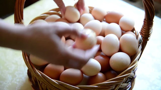 Female hands folded chicken eggs in basket