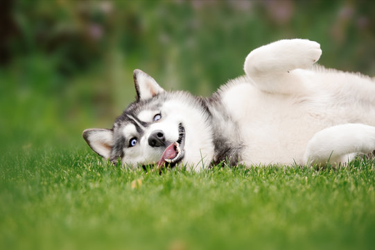 Siberian Husky Puppies Images – Browse 60,306 Stock Photos ...